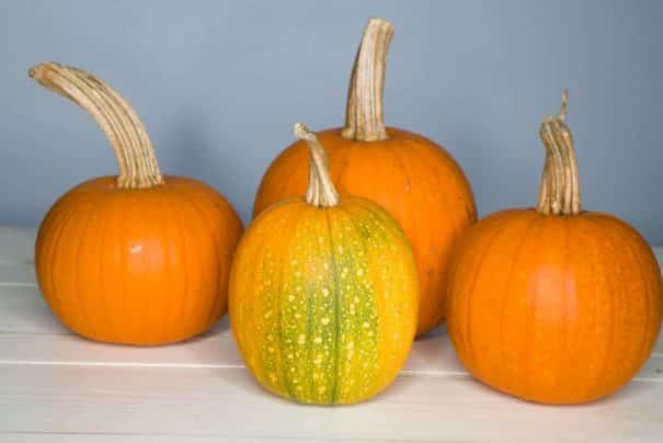 Easy tip on how to turn green pumpkins orange quickly indoors. This works for small and large pumpkins.