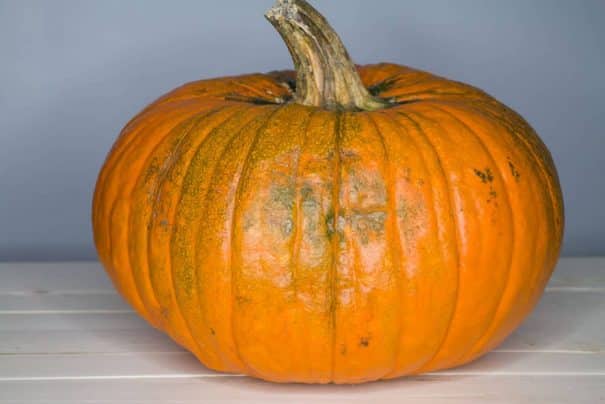 Easy tip on how to turn green pumpkins orange quickly indoors. This works for small and large pumpkins.