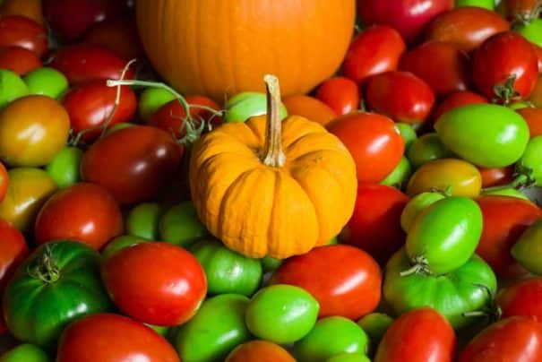 Easy tips on how to turn green pumpkins orange quickly indoors.   This works for small and large pumpkins.