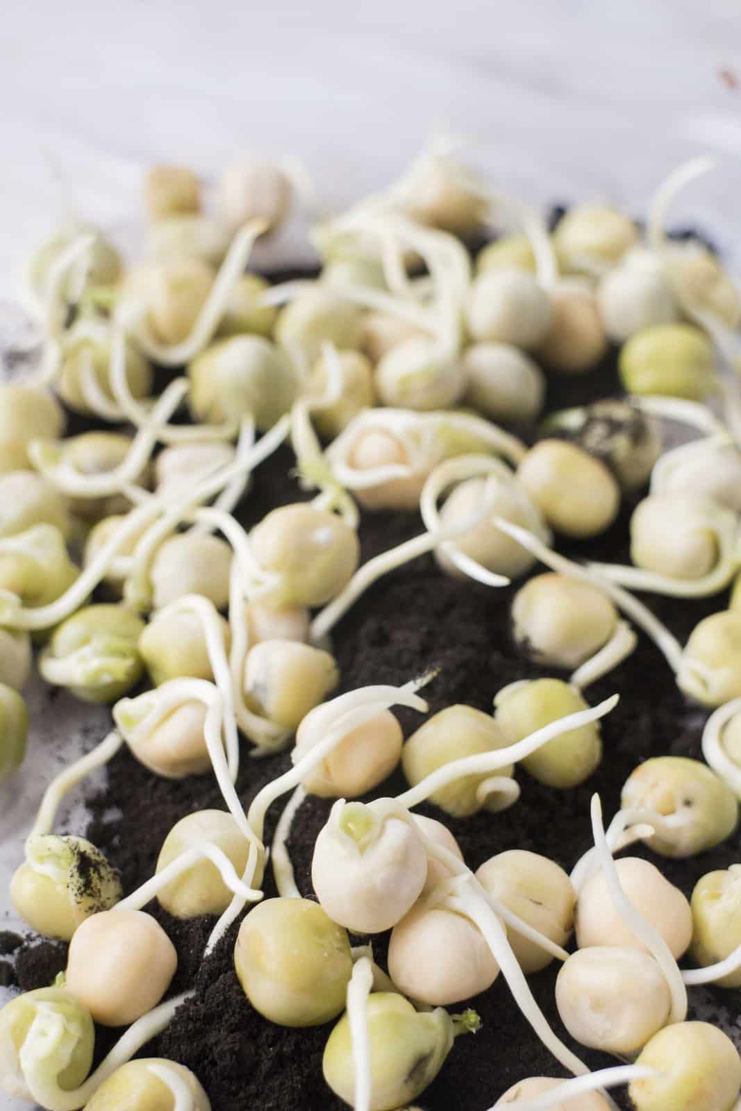 How to Presprout and Grow Sugar Snap Peas Step by Step Instructions!