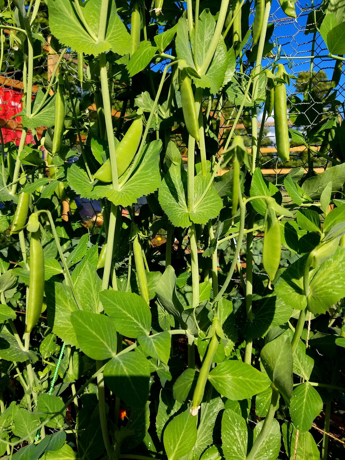 sugar snap peas plant