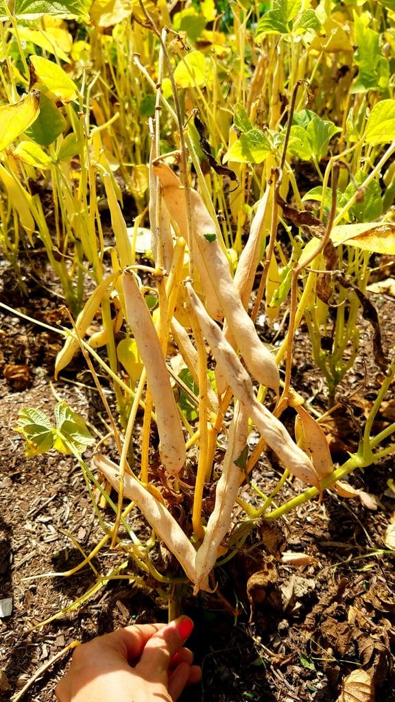 HOW TO GROW black bean plants from seeds in your vegetable garden.  Looking for a new plant to grow in  your garden this year?  Try growing black beans!  They're easy to grow, produce a good yield and store great for recipes!