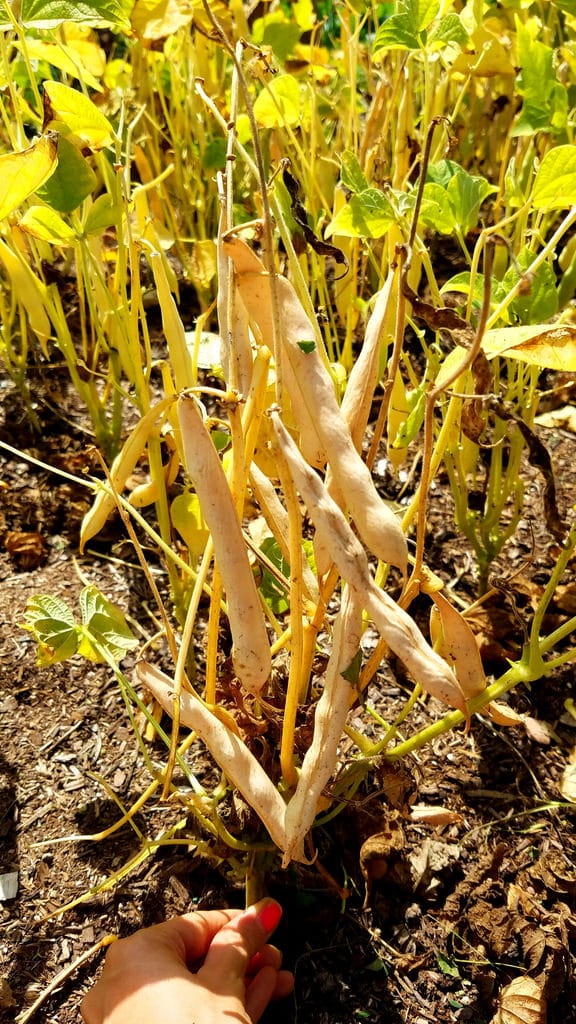 How to Grow Black Beans