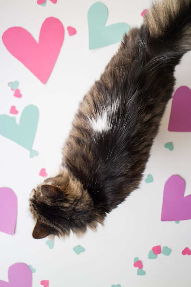 Show your cat you love them on Valentine's Day with a tasty meal!