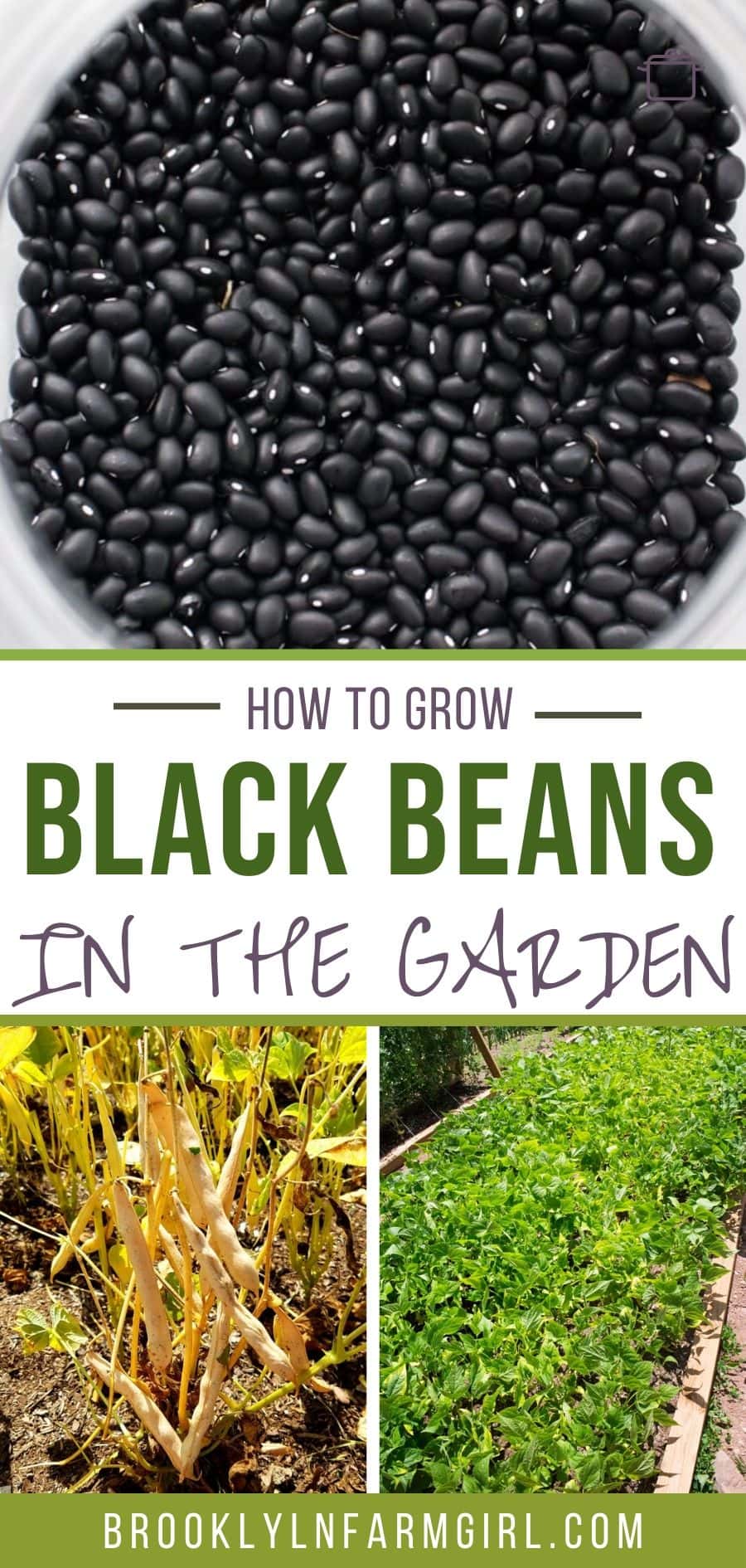 How to Grow Black Beans Brooklyn Farm Girl
