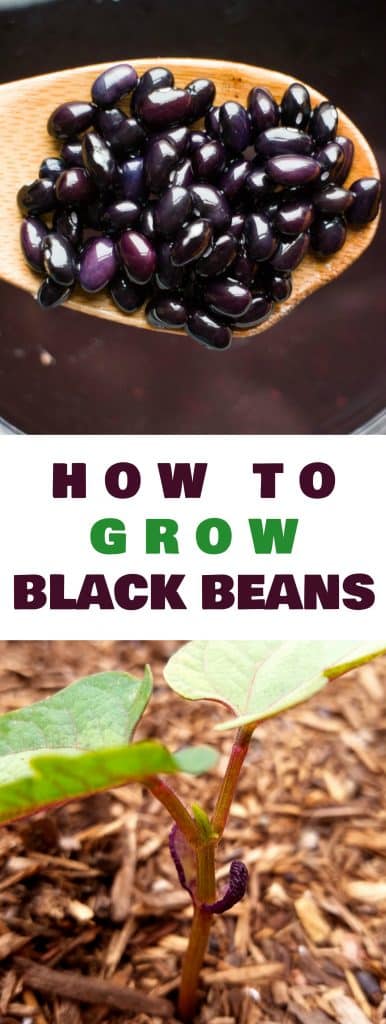HOW TO GROW black bean plants from seeds in your vegetable garden.  Looking for a new plant to grow in  your garden this year?  Try growing black beans!  They're easy to grow, produce a good yield and store great for recipes!