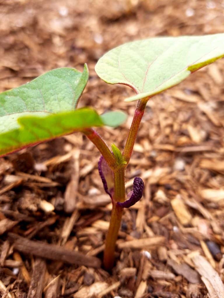 How to grow black bean plants from seeds in your vegetable garden. Looking for a new plant to grow in your garden this year? Try growing black beans! They're easy to grow, produce a good yield and store great for recipes!