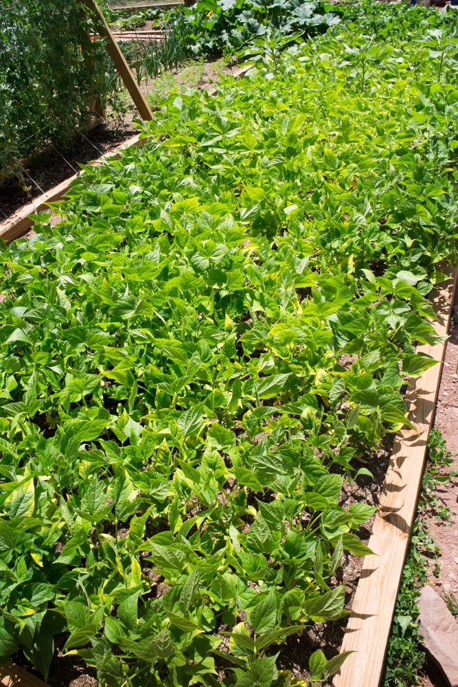 How to grow black bean plants from seeds in your vegetable garden. Looking for a new plant to grow in your garden this year? Try growing black beans! They're easy to grow, produce a good yield and store great for recipes!