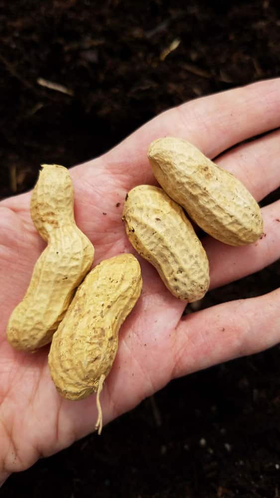 We Re Growing Peanuts This Year Brooklyn Farm Girl