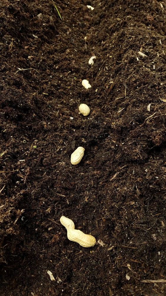 We're growing peanuts in our New York garden for the first time this year! Read on as we plant Jumbo Virginia peanuts!