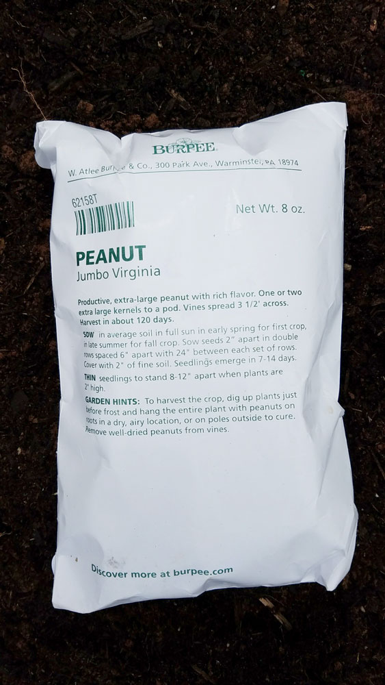 We're growing peanuts in our New York garden for the first time this year! Read on as we plant Jumbo Virginia peanuts!