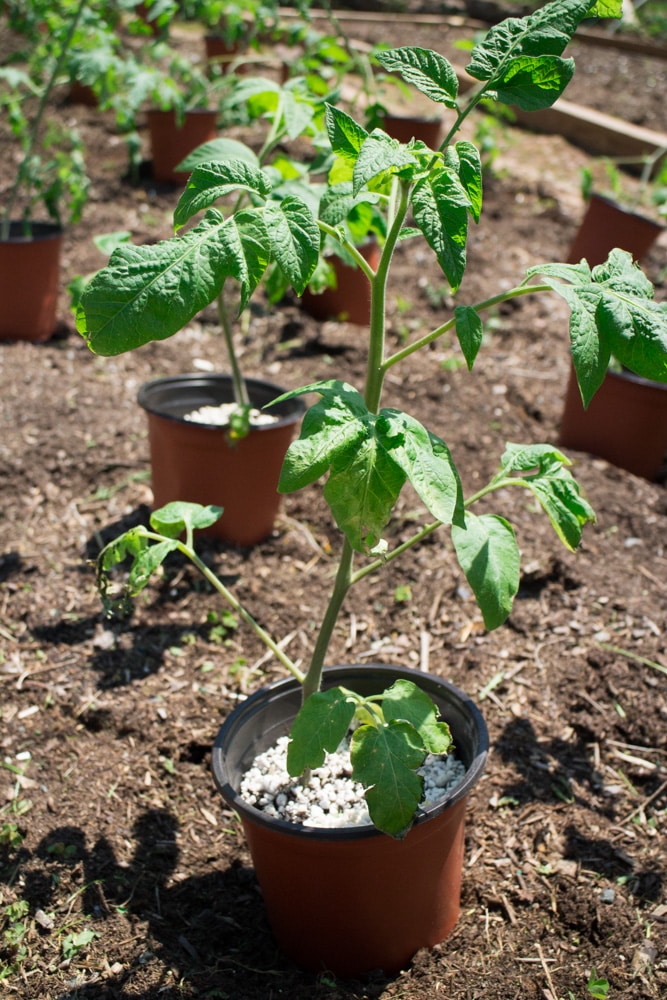 Summer Tomato Planting tips for transplanting indoor tomato seedlings outside to your garden. Follow these growing and planting tips for a big tomato harvest!