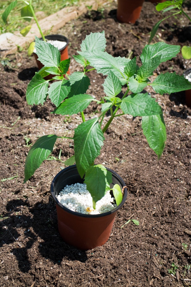 Summer Tomato Planting tips for transplanting indoor tomato seedlings outside to your garden. Follow these growing and planting tips for a big tomato harvest!