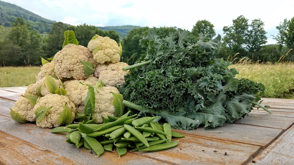 After years of failing at growing cauliflower we switched to a new variety and grew over 20 pounds of cauliflower! Learn how we grow cauliflower from seeds that can withstand Summer heat and result in a big cauliflower harvest!