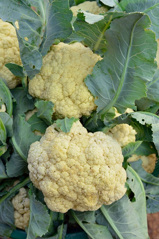 After years of failing at growing cauliflower we switched to a new variety and grew over 20 pounds of cauliflower! Learn how we grow cauliflower from seeds that can withstand Summer heat and result in a big cauliflower harvest!