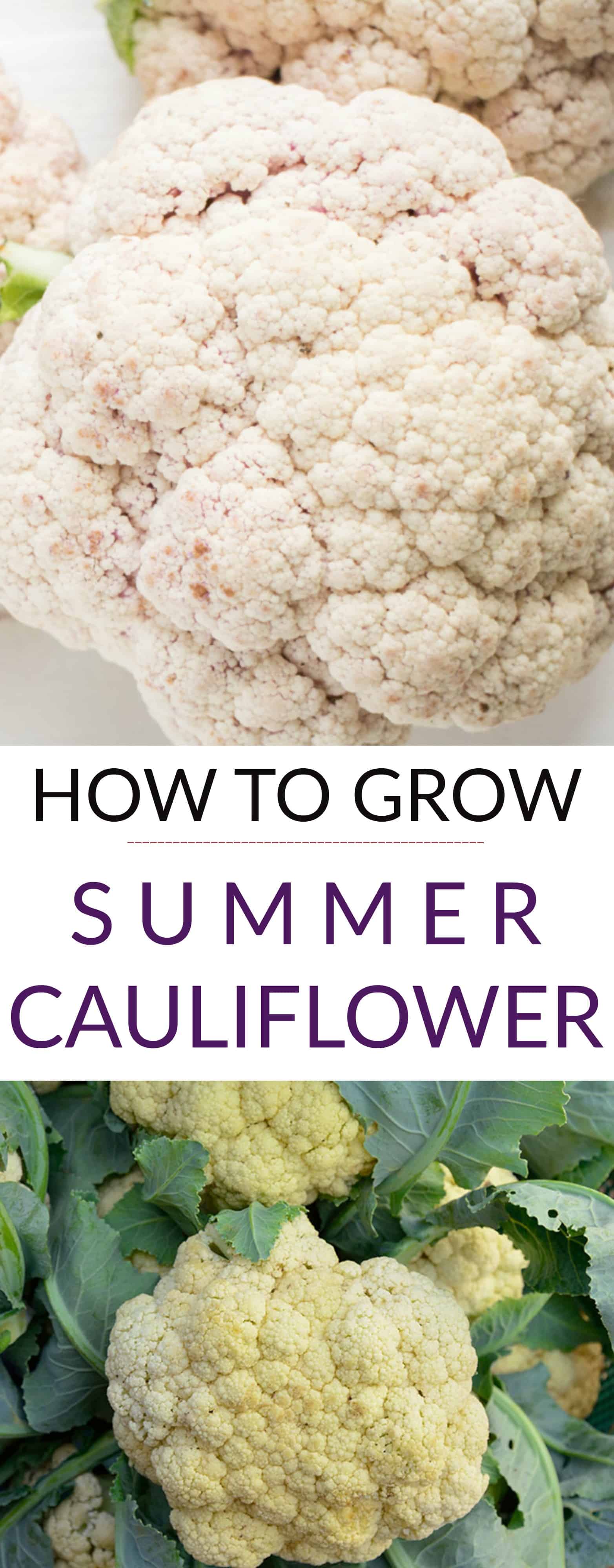 After years of failing at growing cauliflower we switched to a new variety and grew over 20 pounds of cauliflower! Learn how we grow cauliflower from seeds that can withstand Summer heat and result in a big cauliflower harvest!
