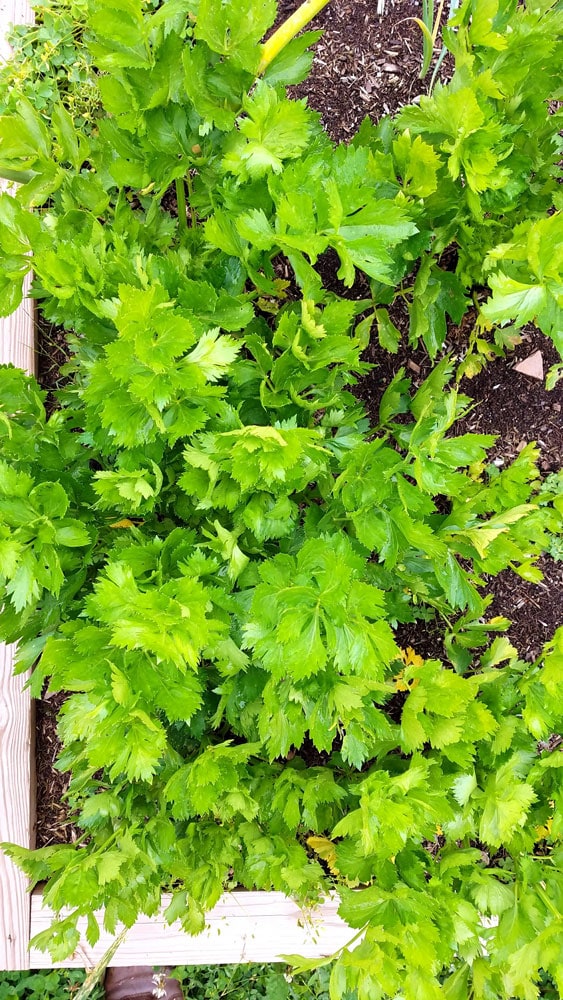 How to grow celery from seed in Zone 5A. Celery is a easy garden vegetable to grow during the Summer months!