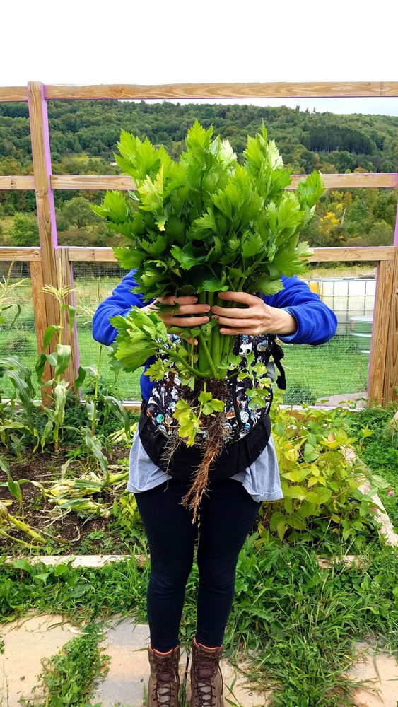 How to grow celery from seed in Zone 5A. Celery is a easy garden vegetable to grow during the Summer months!