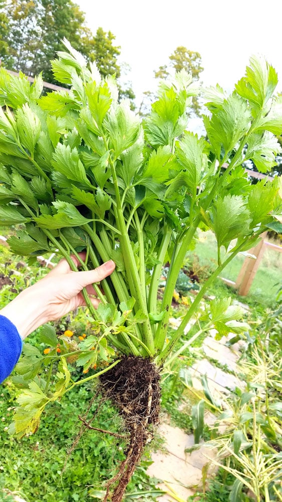 How to grow celery from seed in Zone 5A. Celery is a easy garden vegetable to grow during the Summer months!