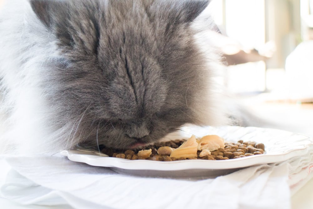 Persian Cat Eating Fancy Feast