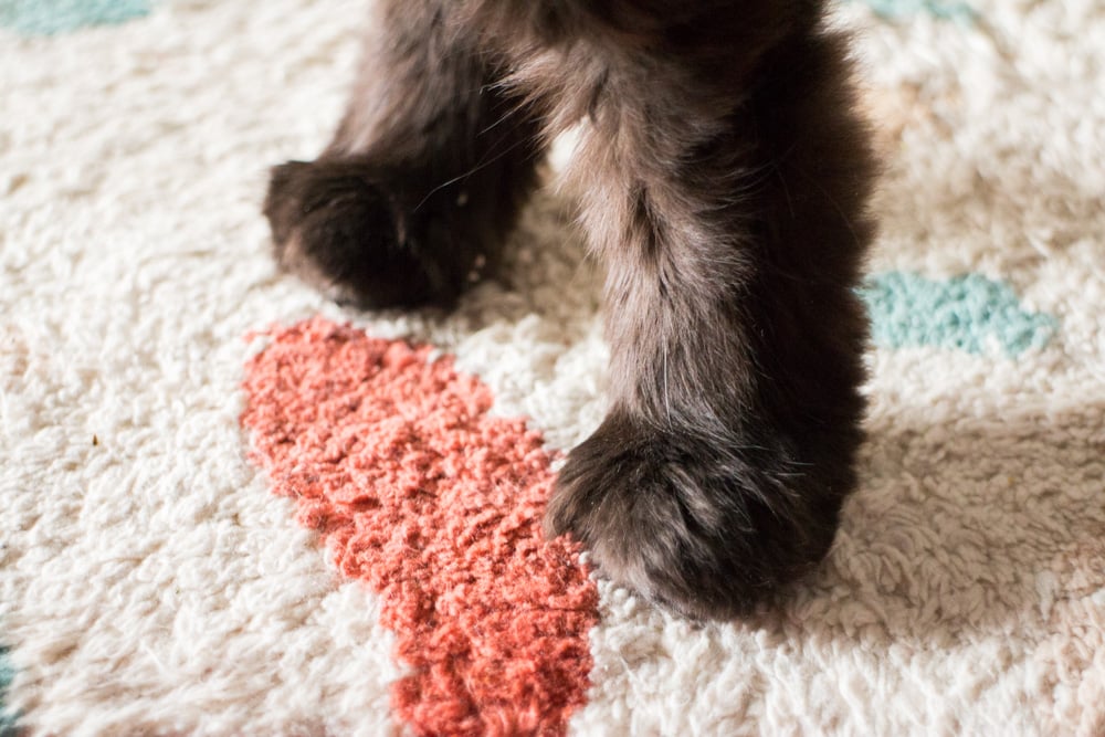 Best Carpets for Cats