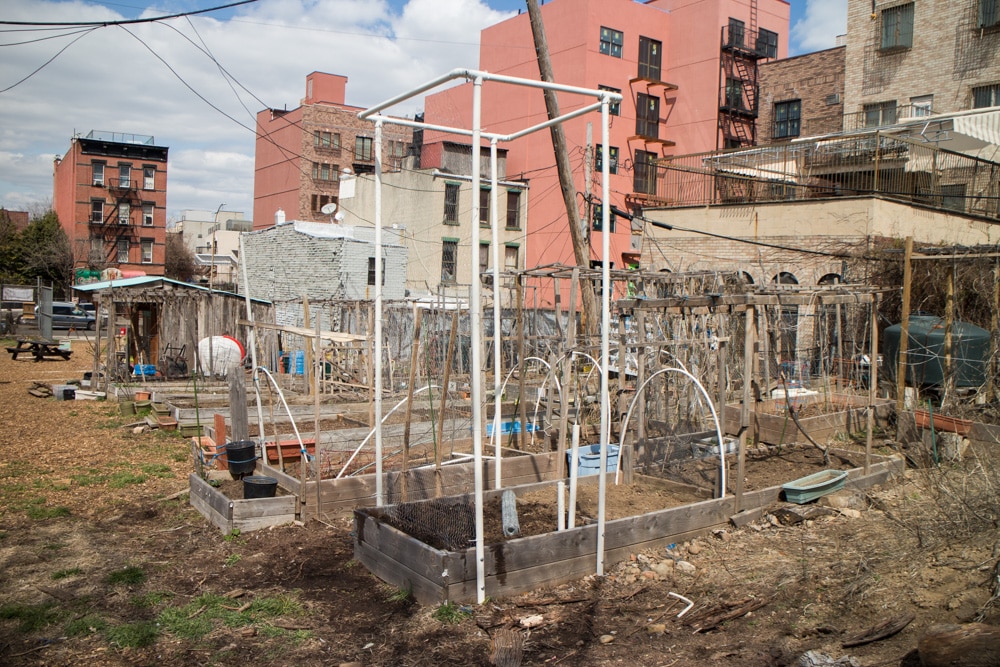 tall pea fence