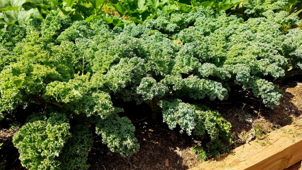 growing kale in container