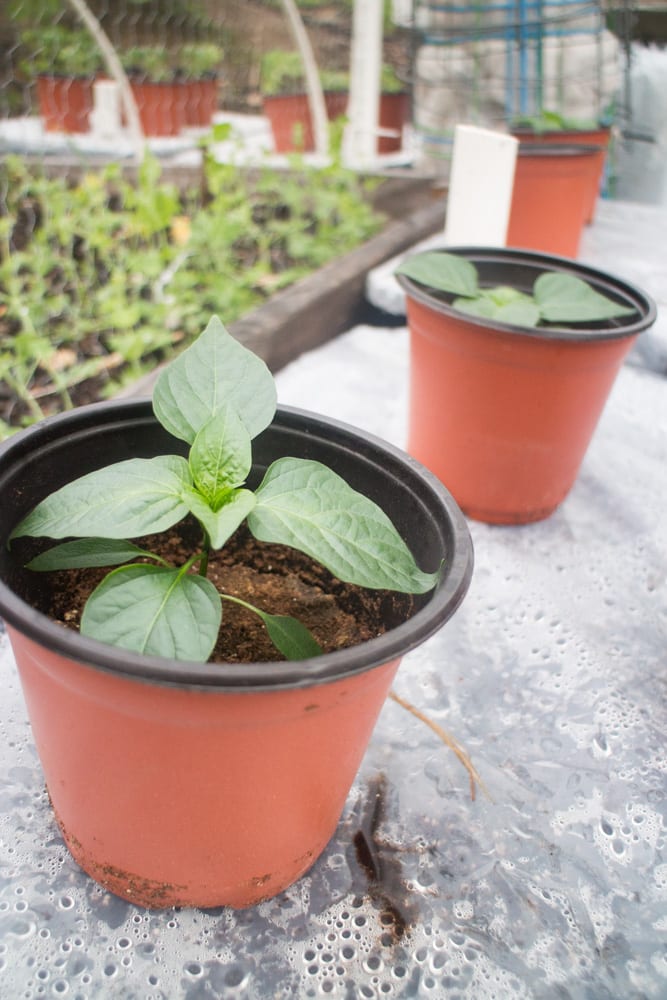 How To Make a Sub Irrigated Planter! We grow HUNDREDS of pounds of vegetables in our planters! Follow these easy DIY step by step instructions on how to make your own container garden. These planters are perfect for gardens of any size, and they're cheap to make!