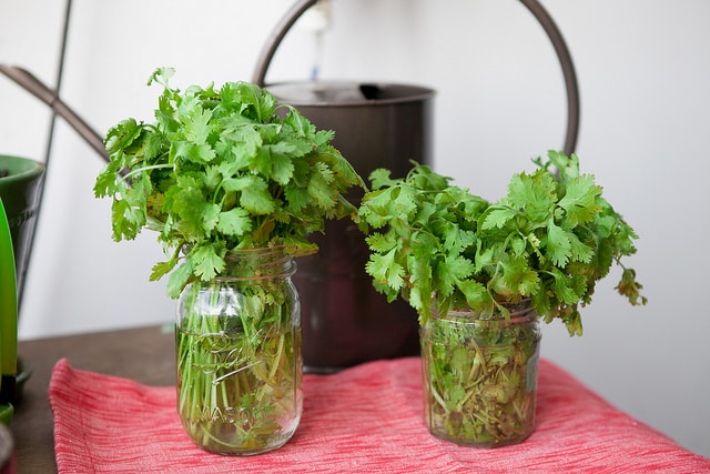 HOW TO STORE CILANTRO to make it last for weeks! This easy trick shows how to store cilantro in water in your refrigerator to last up until 3 weeks! It's the perfect way to keep cilantro fresh for a long time!