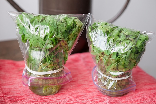 HOW TO STORE CILANTRO to make it last for weeks! This easy trick shows how to store cilantro in water in your refrigerator to last up until 3 weeks! It's the perfect way to keep cilantro fresh for a long time!