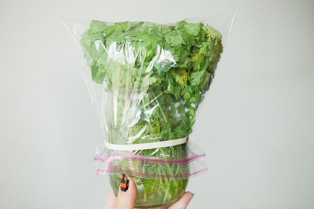 HOW TO STORE CILANTRO to make it last for weeks! This easy trick shows how to store cilantro in water in your refrigerator to last up until 3 weeks! It's the perfect way to keep cilantro fresh for a long time!