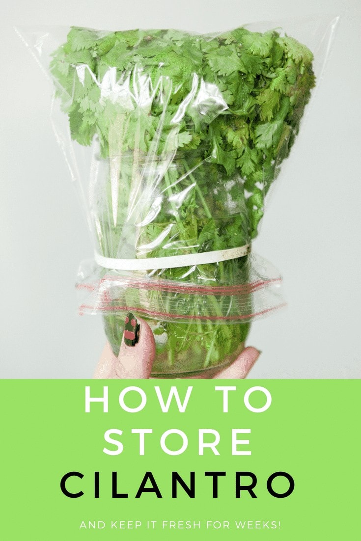 HOW TO STORE CILANTRO to make it last for weeks! This easy trick shows how to keep cilantro fresh in water in your refrigerator to last for 3 weeks! It's the perfect way to store cilantro for a long time!