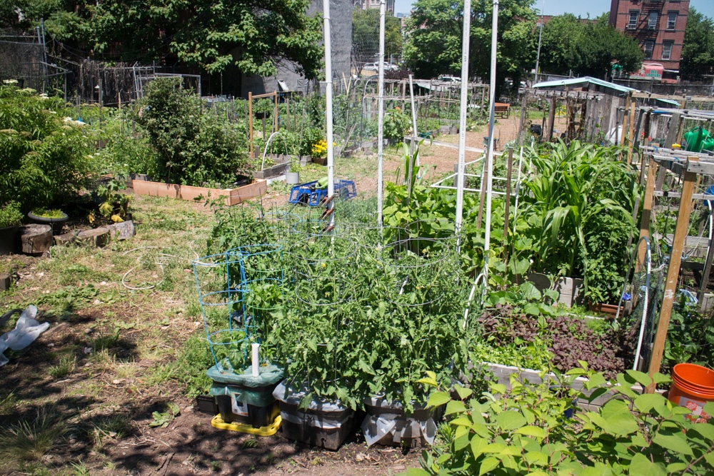 Find out what's growing in our Brooklyn Community Garden space in June! We have a update on peas, tomatoes, onions, kale and peppers!