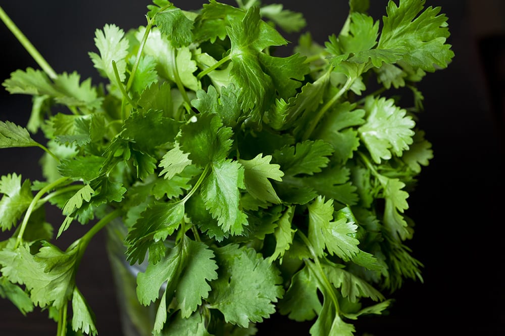 HOW TO STORE CILANTRO to make it last for weeks! This easy trick shows how to keep cilantro fresh in water in your refrigerator to last for 3 weeks! It's the perfect way to store cilantro for a long time!