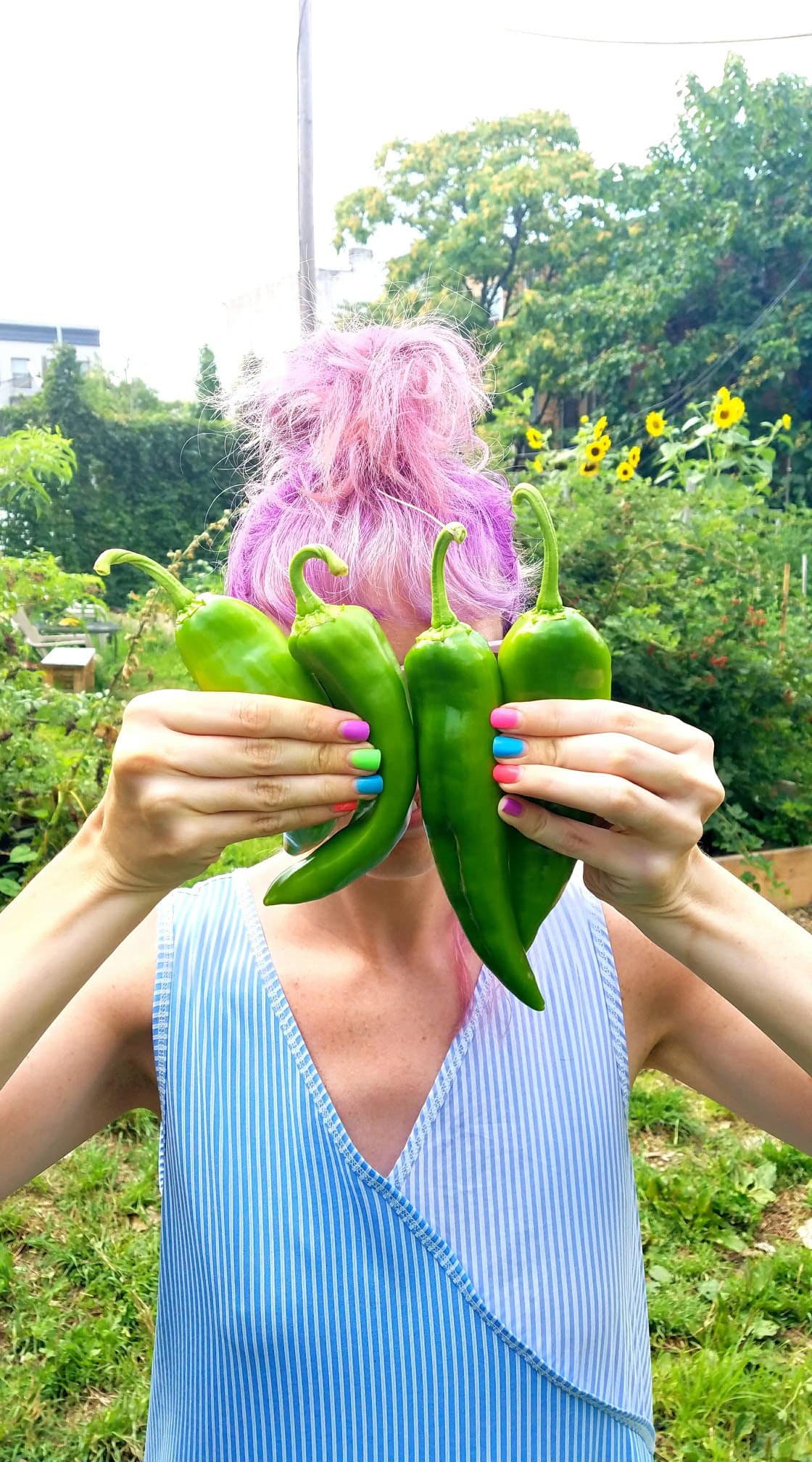 how to grow anaheim peppers