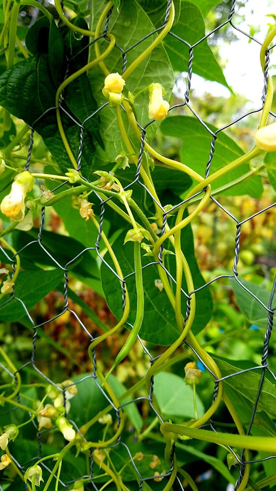 Green Bean on Fence