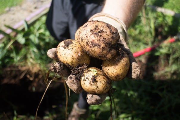We planted potatoes and didn't do ANYTHING else.  We didn't water, didn't mound up, nothing!  Learn how to grow potatoes, and how many pounds of potatoes we had waiting for us!