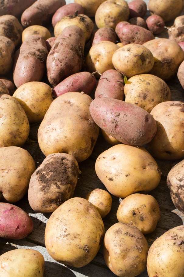 We planted potatoes and didn't do ANYTHING else.  We didn't water, didn't mound up, nothing!  Learn how to grow potatoes, and how many pounds of potatoes we had waiting for us!