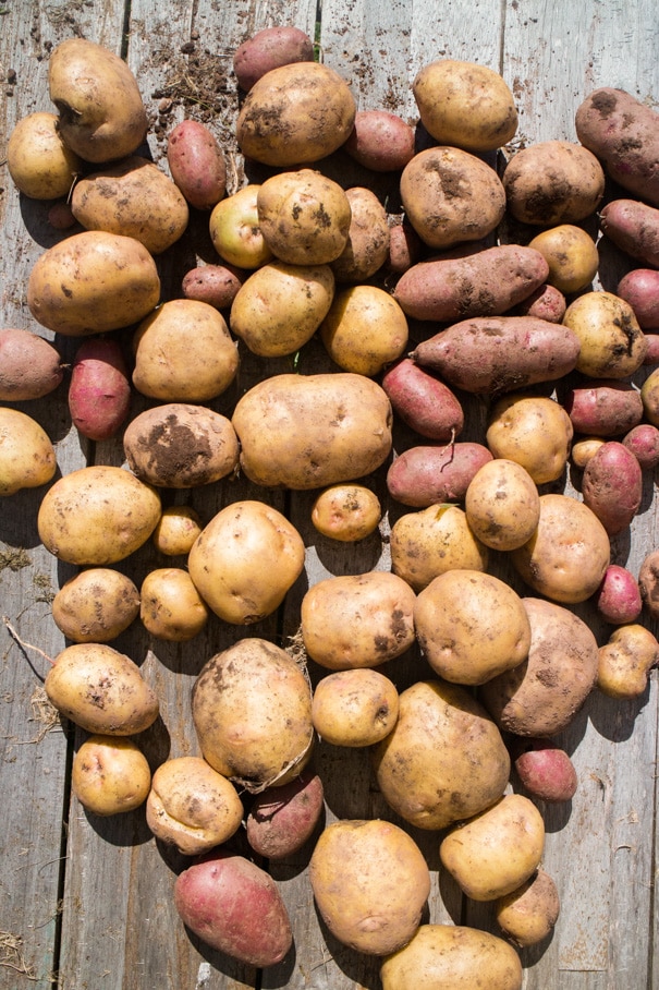 We planted potatoes and didn't do ANYTHING else.  We didn't water, didn't mound up, nothing!  Learn how to grow potatoes, and how many pounds of potatoes we had waiting for us!