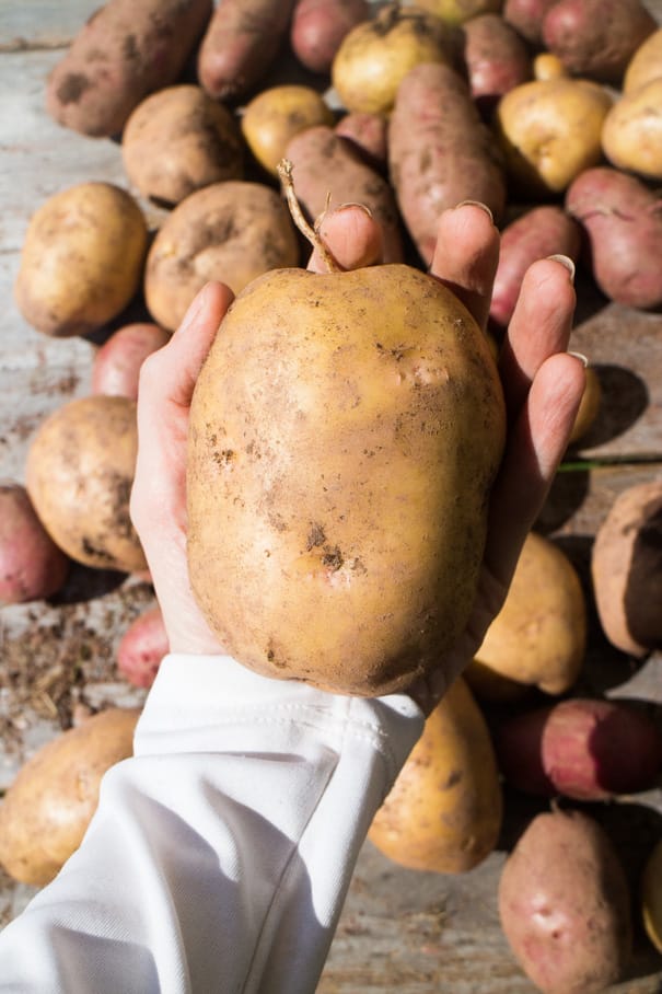 We planted potatoes and didn't do ANYTHING else.  We didn't water, didn't mound up, nothing!  Learn how to grow potatoes, and how many pounds of potatoes we had waiting for us!