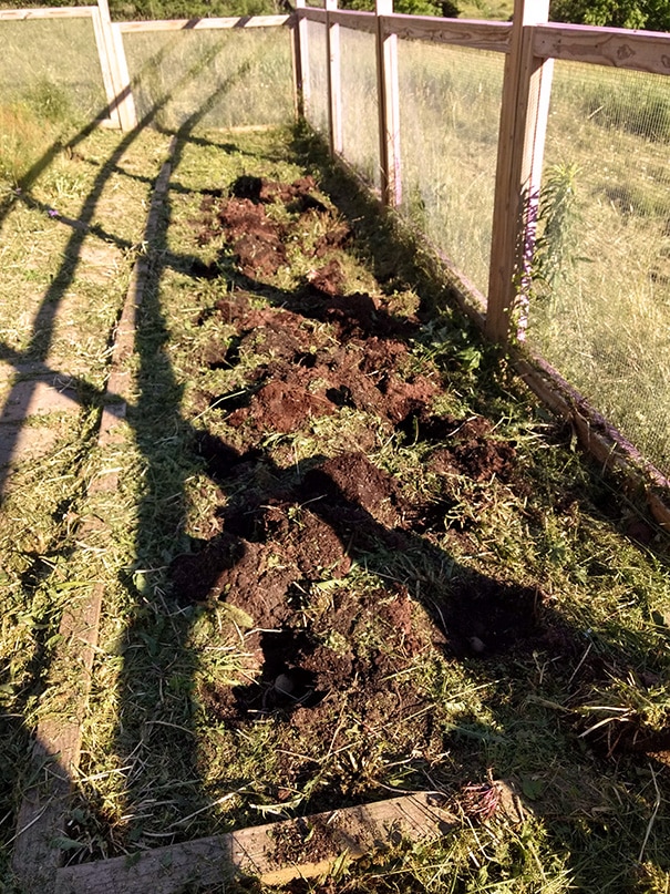 We planted potatoes and didn't do ANYTHING else.  We didn't water, didn't mound up, nothing!  Learn how to grow potatoes, and how many pounds of potatoes we had waiting for us!