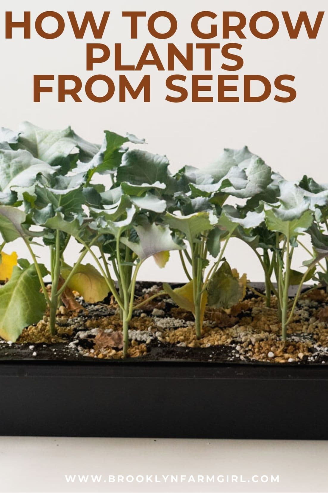 How to Use a Heat Mat and Thermometer for Seed Germination