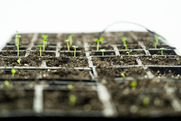 Seedling Heat Mats to Start Seeds Indoors