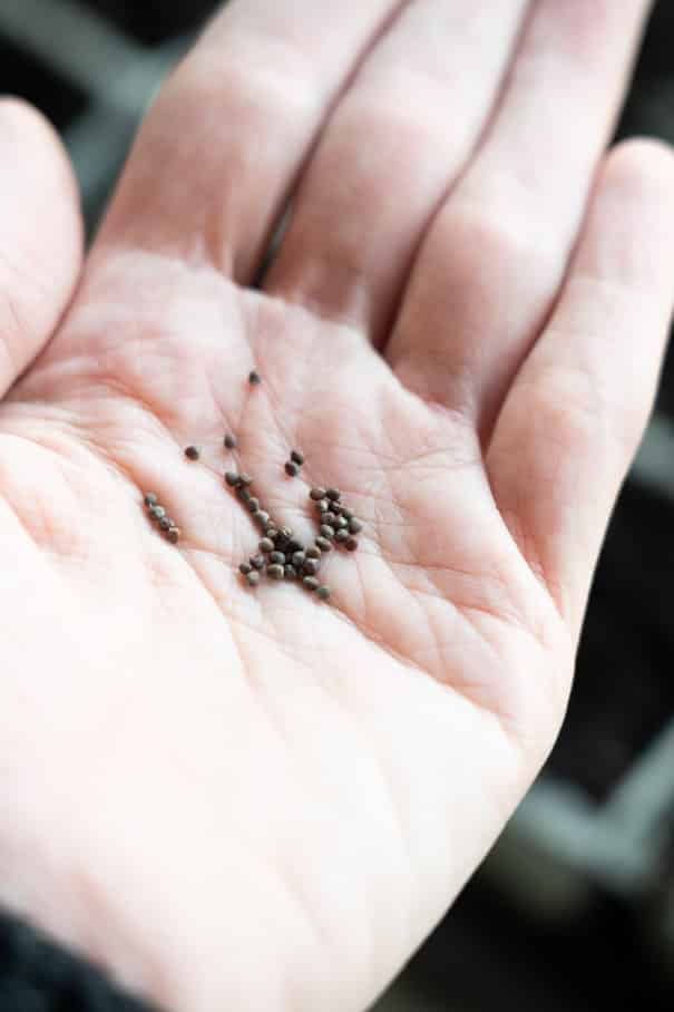How to Plant Seeds Indoors
