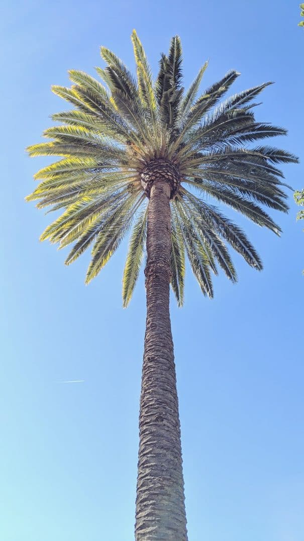 los angeles palm tree