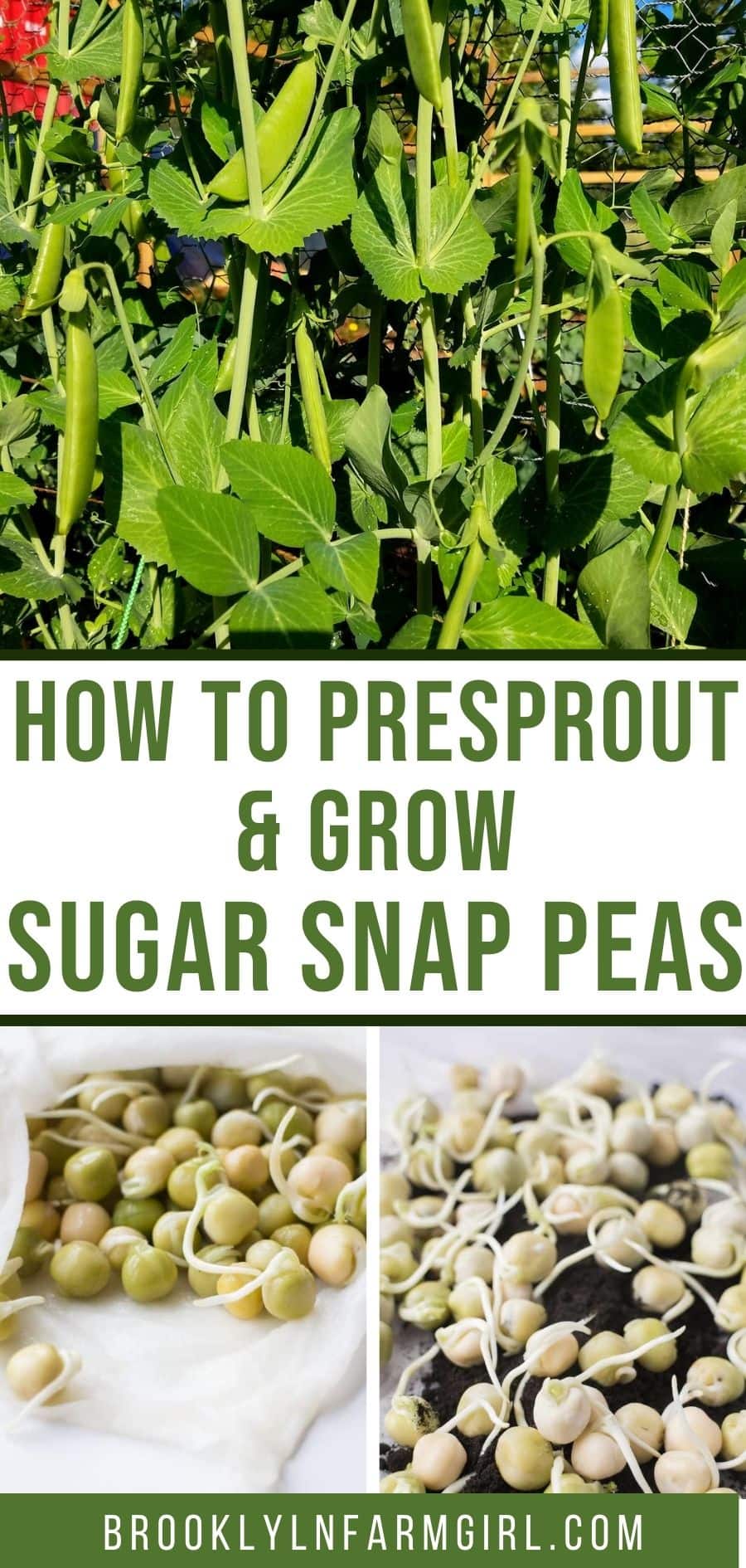 How to Presprout and Grow Sugar Snap Peas Step by Step Instructions!