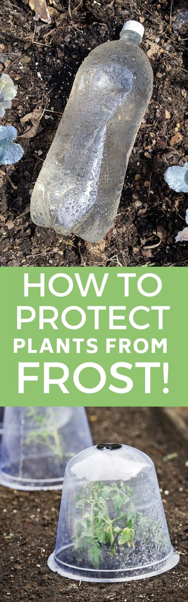 Easy DIY tips to protect your plants from frost and cold. Learn how to harden off your plants, use bottles for heat and cover your vegetables. 