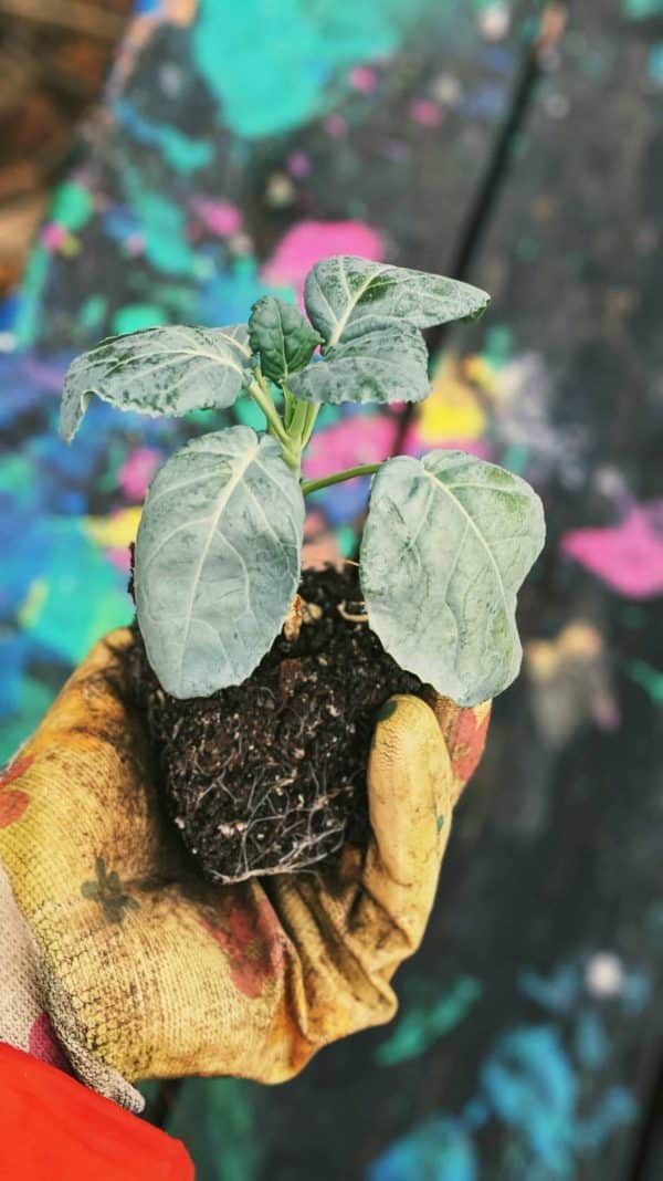 Broccoli Seedlings Hardening Off