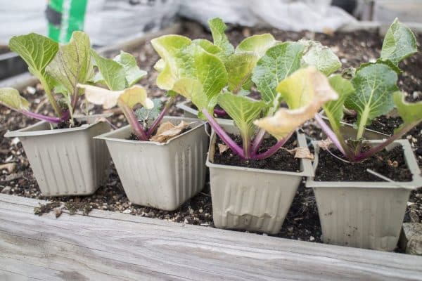 Easy DIY tips to protect your plants from frost and cold. Learn how to harden off your plants, use bottles for heat and cover your vegetables. 