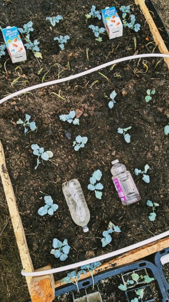 How to Protect Plants from Frost Easy Tips to Protect From Cold